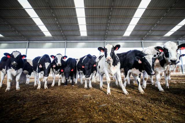 自白|一头牛的自白引发的思考