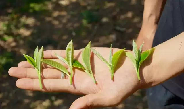 茶叶|【答疑解惑】普洱茶是绿茶还是红茶？