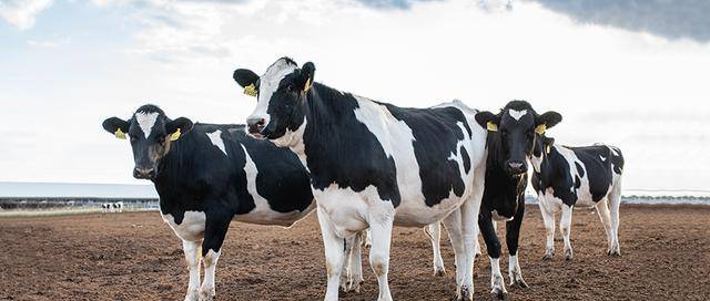 自白|一头牛的自白引发的思考