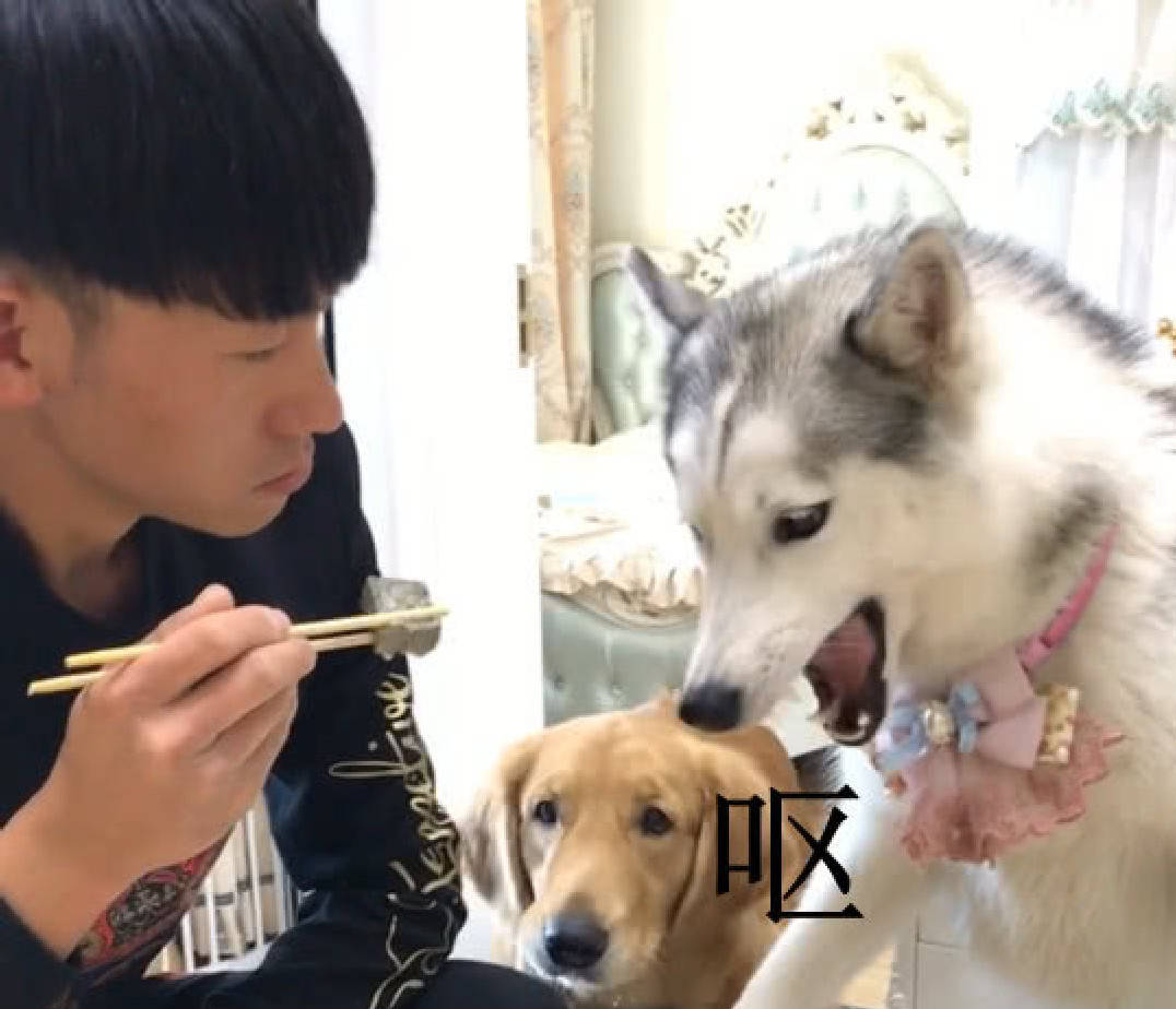 狗狗贪吃被主人整蛊,二哈吃下臭豆腐的一刻,反应让人笑抽了