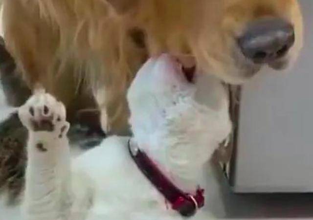 狗为啥喜欢咬猫的头 e34de39efdb44f8db8b140385bac18d1.jpeg