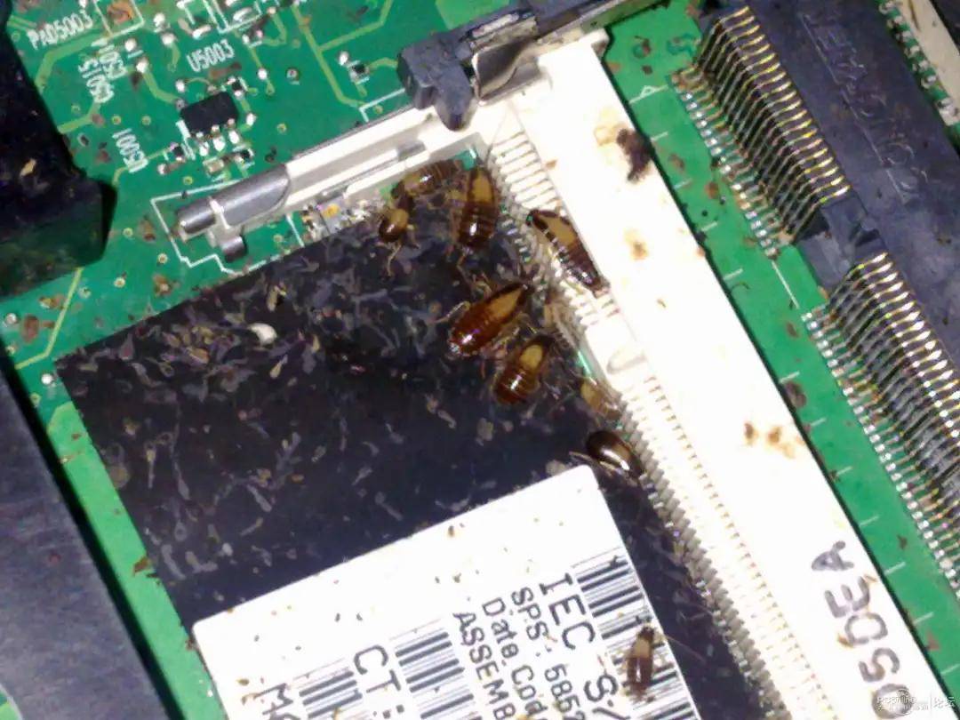 米乐M6官方网站：
为什么电脑主机里经常会有蟑螂？