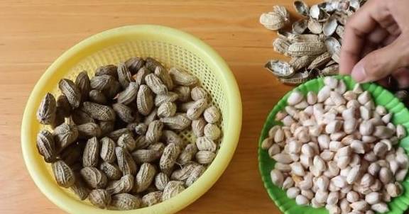 怎么种花生发芽快 4a4fbb9cfacc4b3fb8954316c15919e5.jpeg