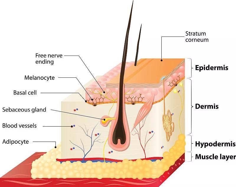 "秃如其来"的希望,干细胞技术让人造皮肤长出毛发!