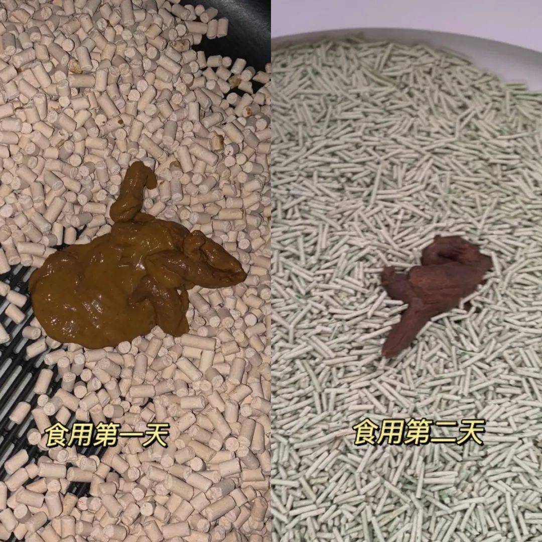 躺尸的猫主子竟然跑酷了袋鼠肉真能唤醒沉睡的猫星人吗