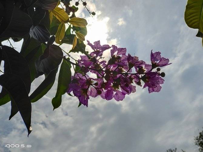 手机|iQOO 5详细评测：超快闪充加持的真性能旗舰