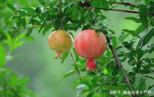 什么样子的石榴好 8abe8feaa28842349910f43626573e03.jpeg
