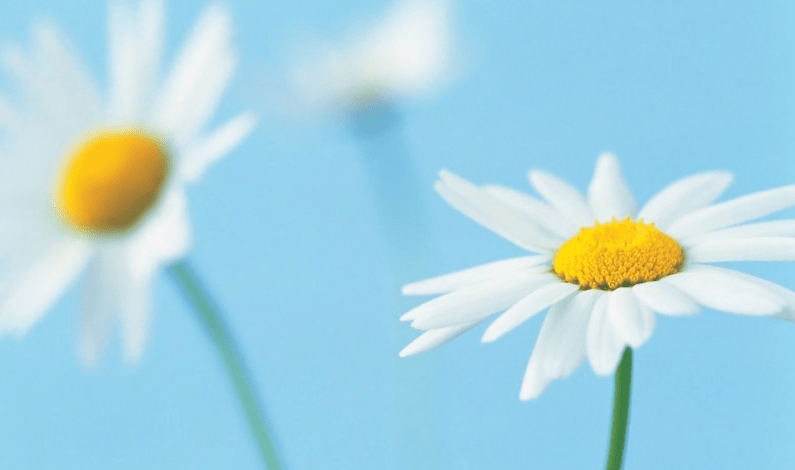 c834acf50bb049d4b2426c8e531dd147.png