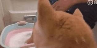 狗狗怎么洗澡教学 fb274921211f4b73a64475f543d9aee3.jpeg