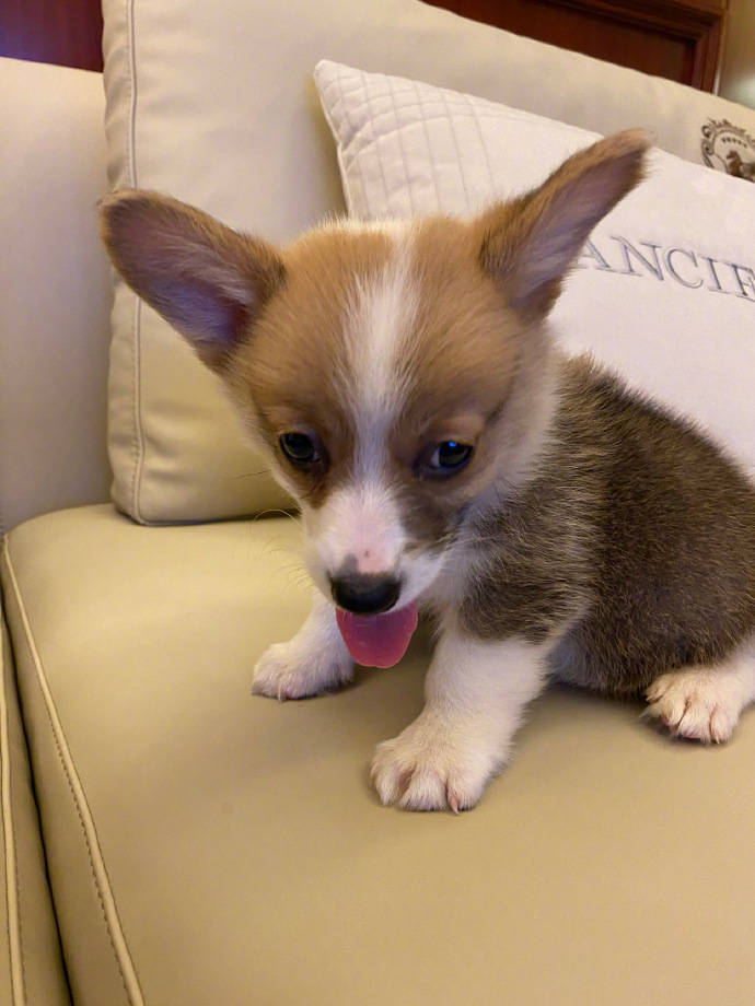 不理会丈夫道歉，李湘晒出家里“新成员”宠物