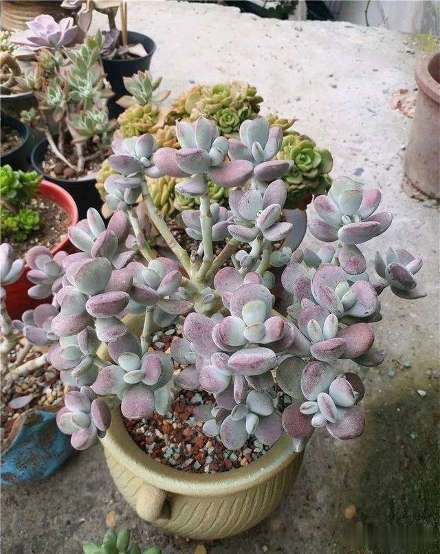 多肉小白药有效果吗 30fc1115750f430e8c799e3aa09fc241.jpeg