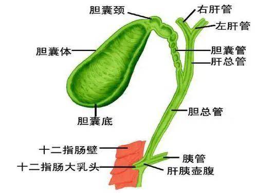 达拉非尼曲美替尼治疗胆道肿瘤临床数据及不良反应