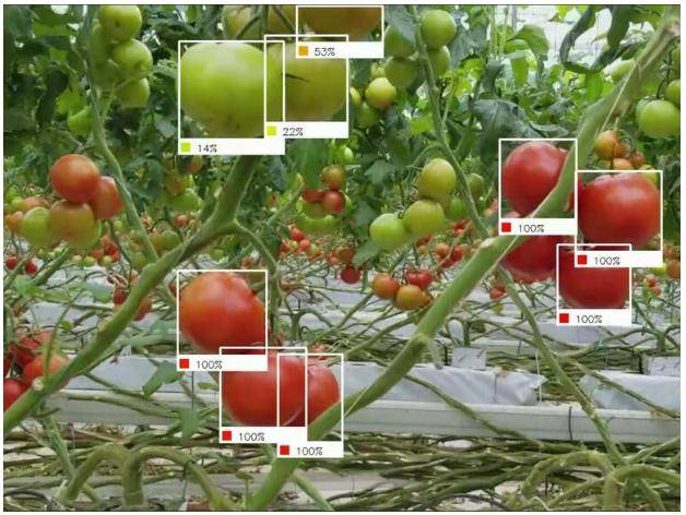 听觉|前沿洞察丨可收割机器人也能识别农作物成熟度