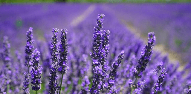 天涯何处无芳草的上一句是什么 012dc719cafd497ab0b81ff594d2783b.png