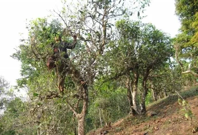 干货分享揭秘普洱茶最神秘山头那卡古树茶