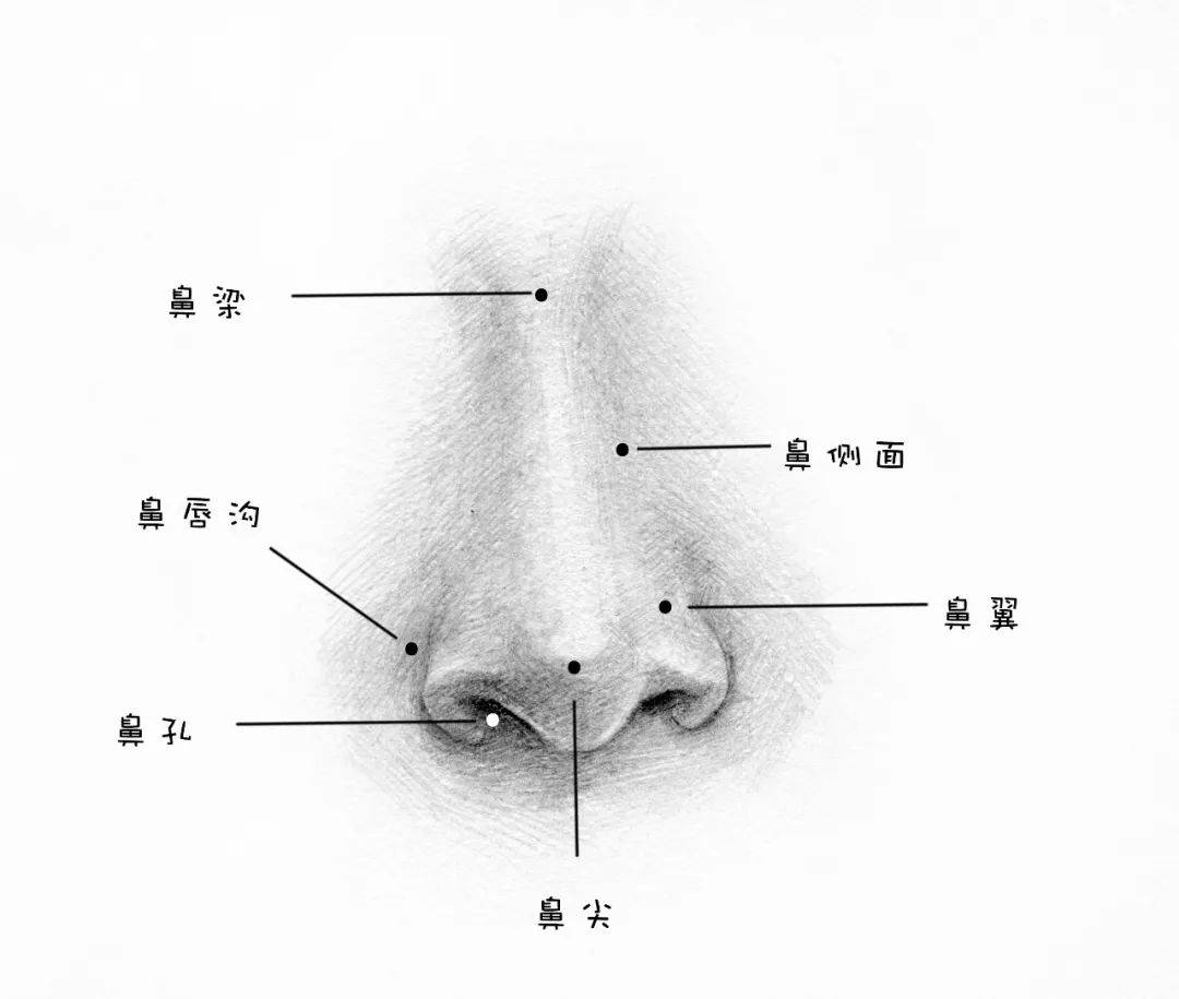 今天教大家学习素描五官,如何画鼻子 使用工具:hb,2b,4b铅笔