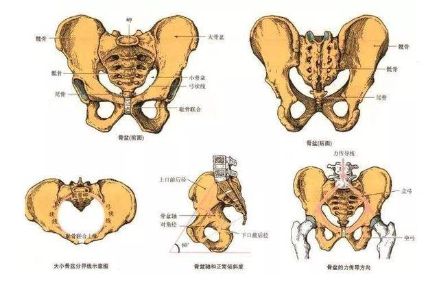 必看最全骨盆知识分享一篇掌握产后修复原理