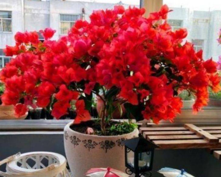 家里能种三角梅花吗 a01292a0c702405e9bf8de9c02ef389a.jpeg