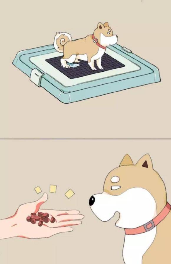 怎么教狗狗定点大小便最快 3beaeb7c12c24c9894a2693eb7d2923a.jpeg