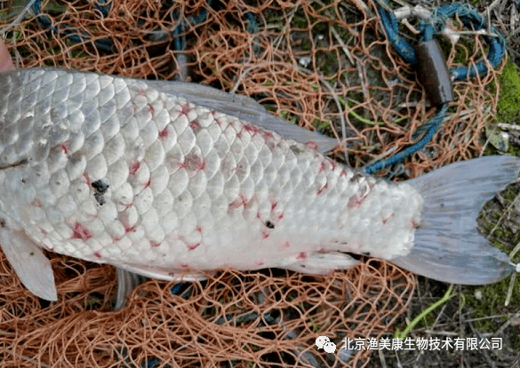 案例分享出血病久治不愈菌美6号一泼立竿见影效果杠杠的