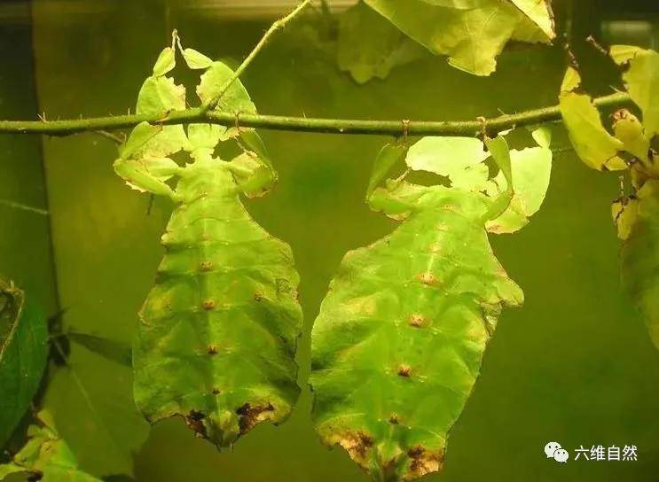 最善于伪装的动物之一 叶虫模仿树叶 若它不动 连鸟类都难于发现 竹节虫
