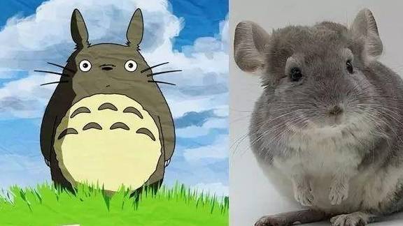 12个关于龙猫的冷知识,简直萌cry了!_毛丝