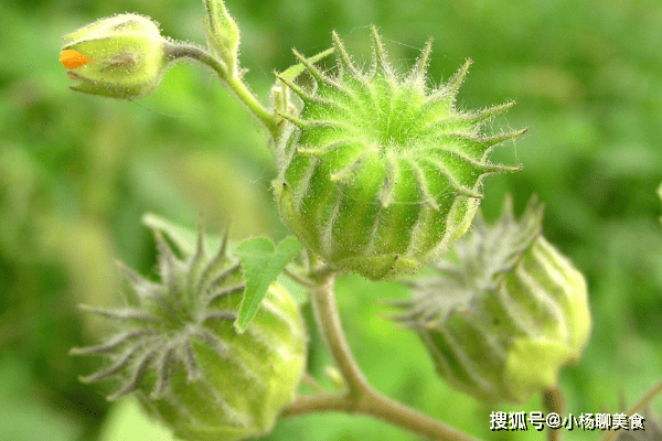 作用: 1,治痈疽肿毒苘麻鲜叶和蜜捣敷.