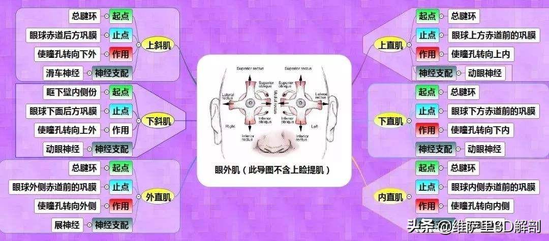 多看标本和3d人体解剖图软件比如"解剖大师"等,多总结,利用思维导图等