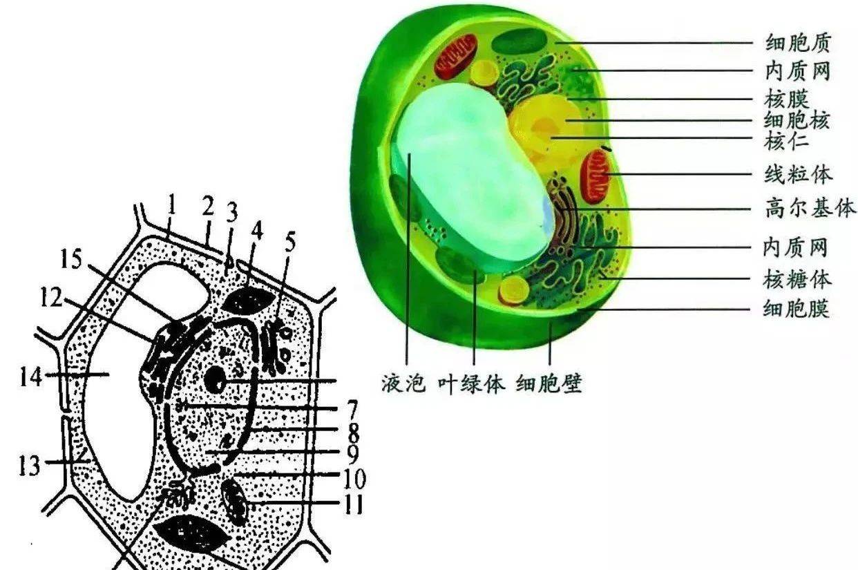 时间|清华北大学霸经验分享点赞过万：帮你至少再提高50分！
