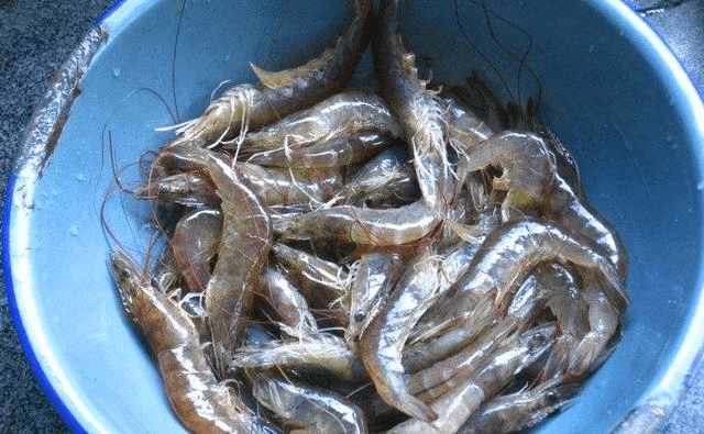 怎么做虾饼好看 d1a1d600da1b4e4bad956817764a09d0.png