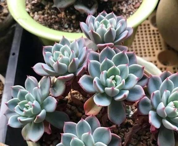 多肉多久施肥一次才好 7e2d5de6d99b48dca0a2fa5de25ab023.jpeg