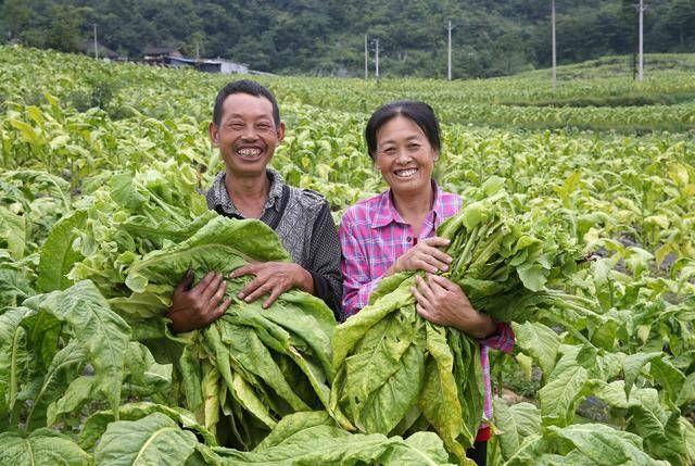 5旬农民因病致贫种了50亩烟叶1年脱贫种烟效益有多大