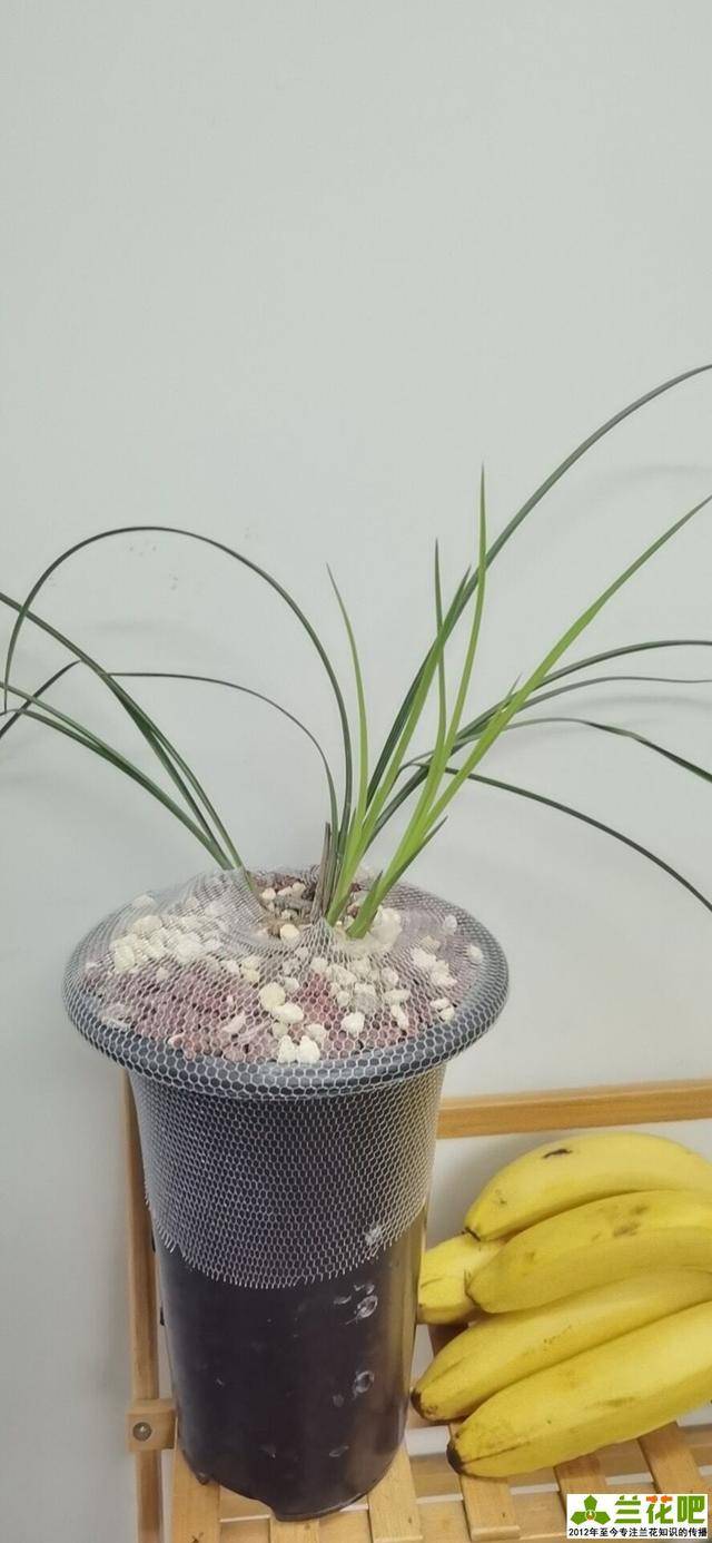植金石种兰花虽好,但家庭养兰用法错误,不但长不好,还