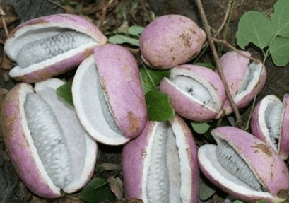 贡品|曾是皇室贡品,儿时当零食吃,如今成热门水果南方1种野香蕉