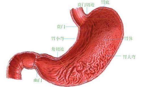 胃镜下慢性非萎缩性胃炎或称慢性浅表性胃炎的表现