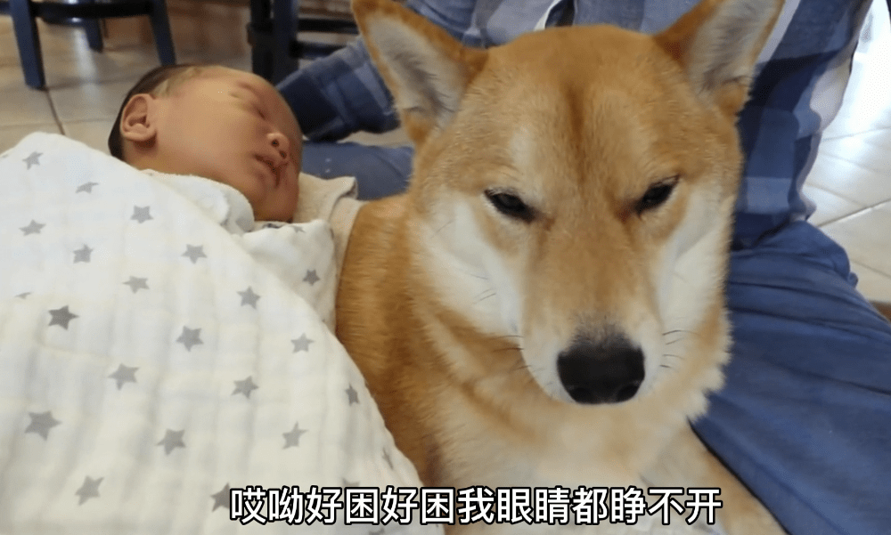 孩子|柴犬带娃困到打瞌睡，狗：谁才是亲妈啊女主人生了孩子