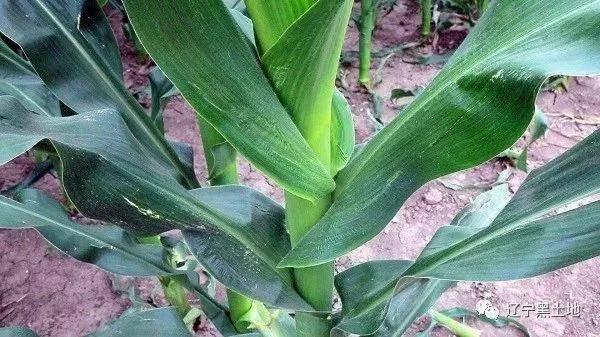 怎么种玉米苗最快 54136a046828486a80267713536ae4b2.jpeg