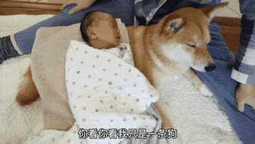 孩子|柴犬带娃困到打瞌睡，狗：谁才是亲妈啊女主人生了孩子