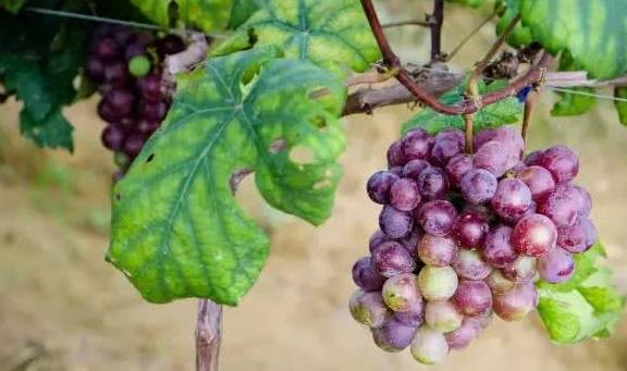 葡萄|补血养颜好处多，但有1大禁忌 ，早知早受益常吃葡萄