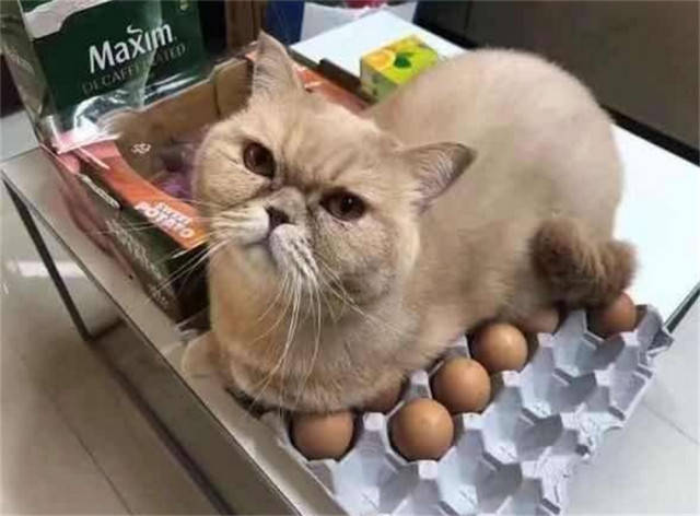 猫咪变成母鸡去孵蛋,主人看一下蛋都被凶,眼神太恐怖了
