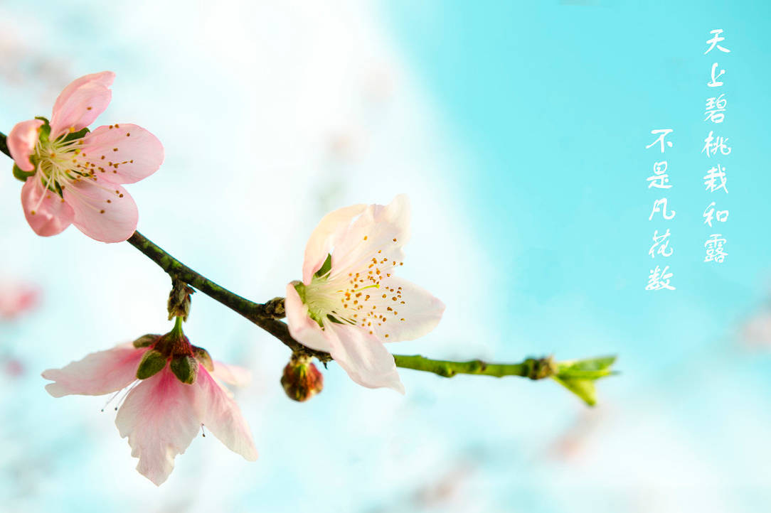 三生缘起,桃花初见