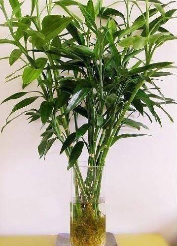 富贵竹怎么养比较绿 9898f534221e412ab9984473fc974bcf.jpeg