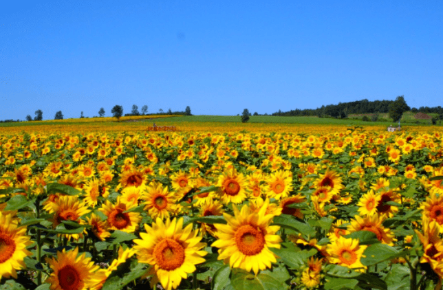 花海|心理测试：你认为哪个花海最美丽？测你2020下半年有什么好事降临