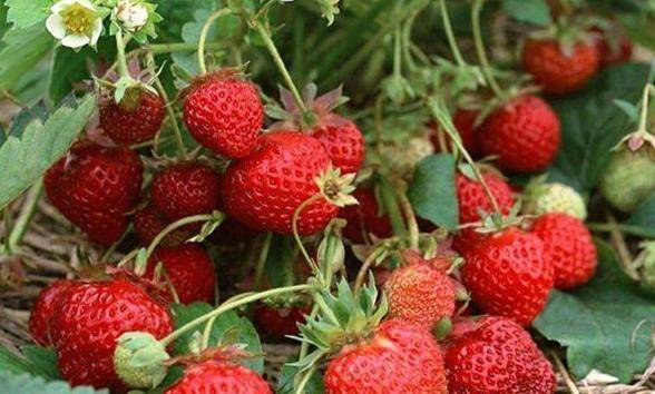 草莓|缓解胃病，补肾助眠，对身体帮助很大农村经常看到食物