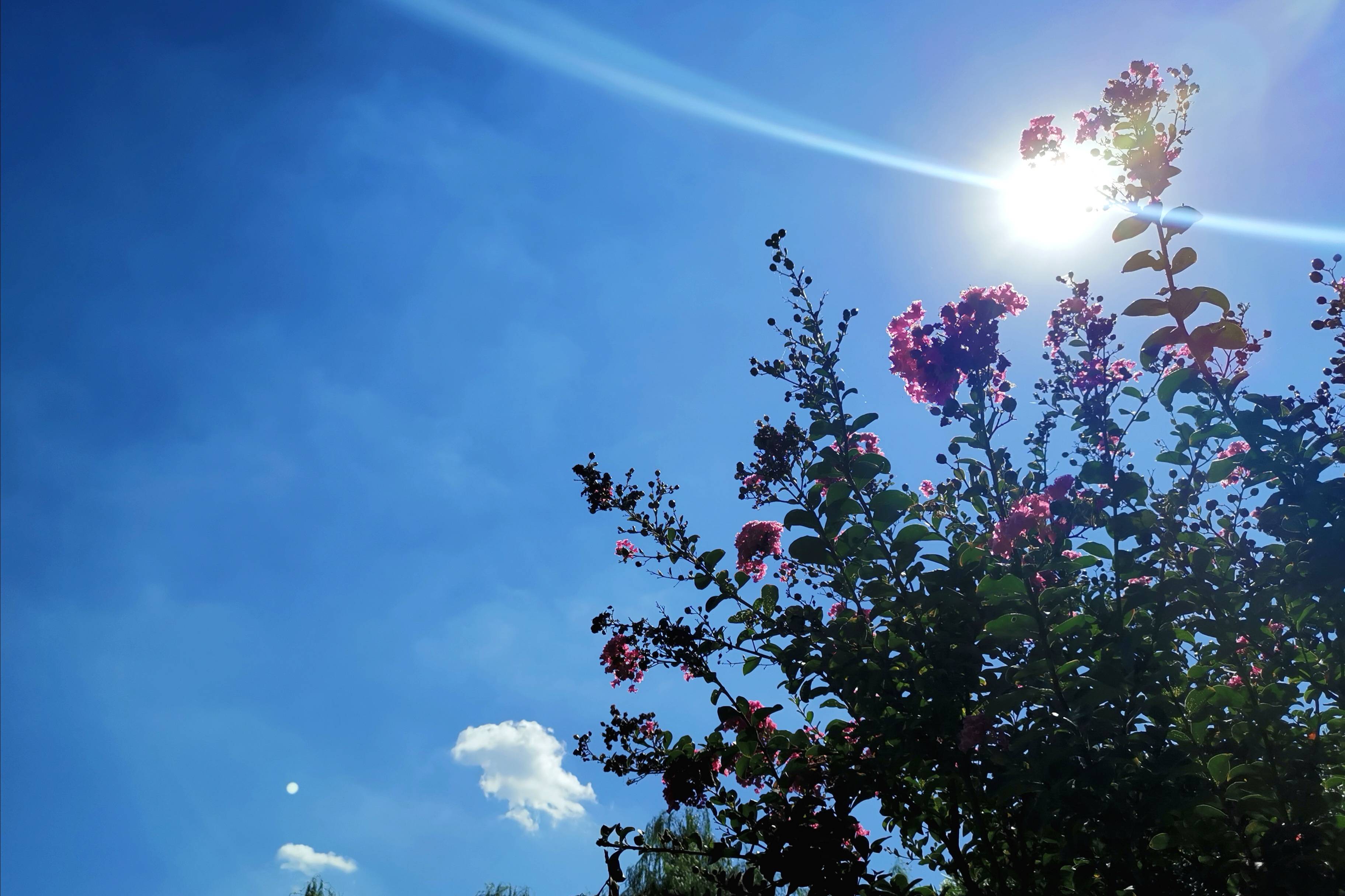 浐灞(|西安蓝里的浐灞，鹭鸶嬉戏，花草灿阳，留下湿地美幻时光