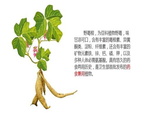 野葛根是一种珍稀的中药植物,许多然技