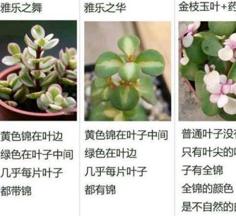 养发财树用什么药 b2d00451fe654f438d08c1bd44f49904.jpeg