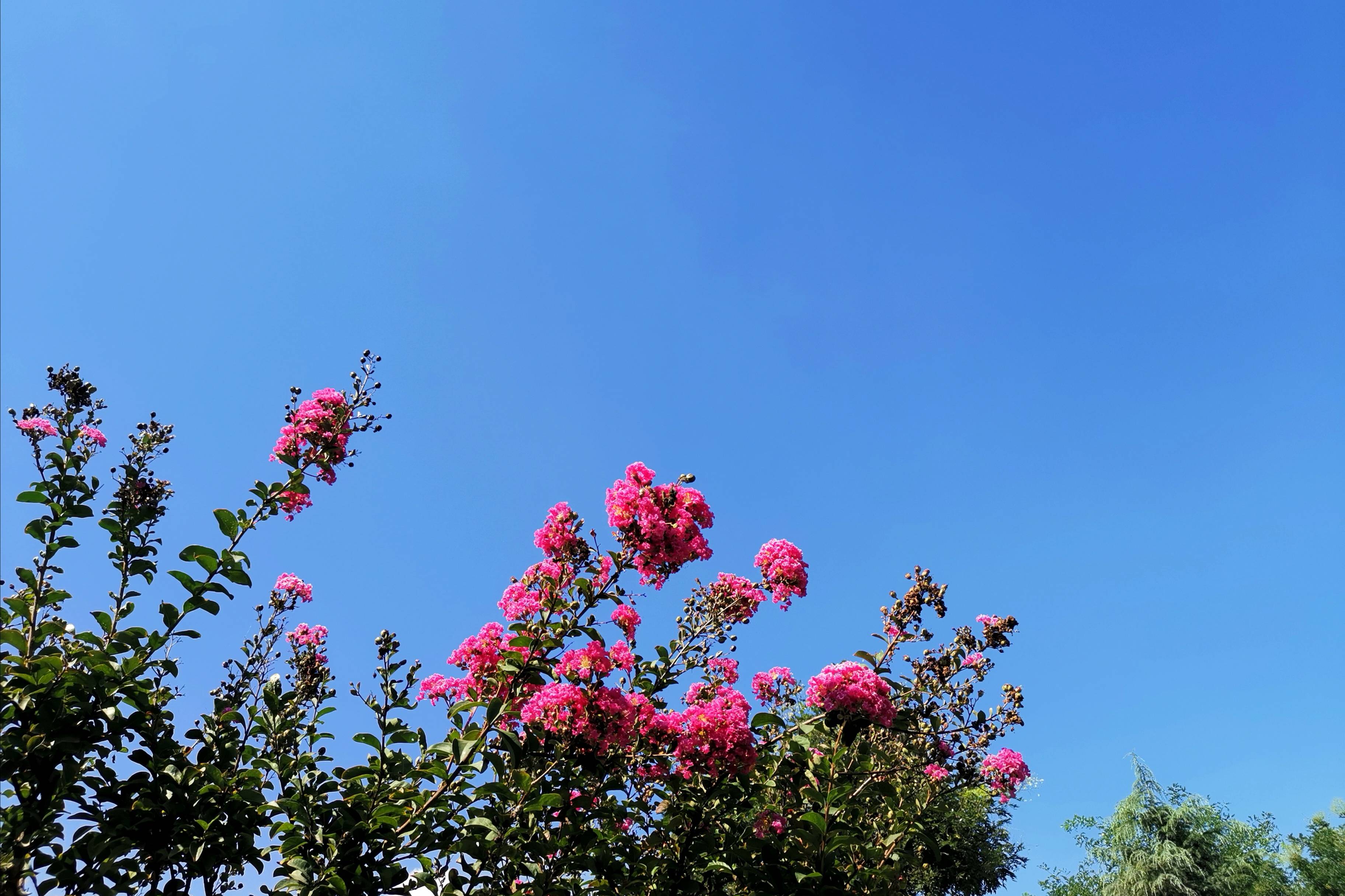 浐灞(|西安蓝里的浐灞，鹭鸶嬉戏，花草灿阳，留下湿地美幻时光