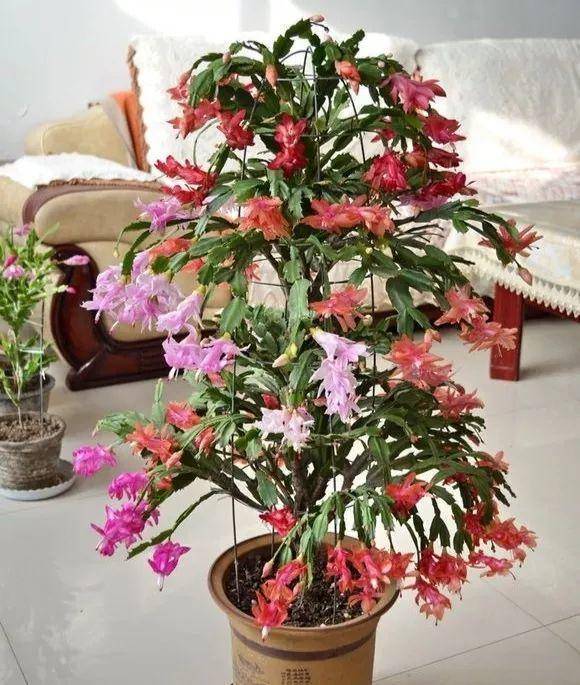 几月份嫁接蟹爪兰最好活 e29a2e9546eb4c94b8ddd05886c349d4.jpeg