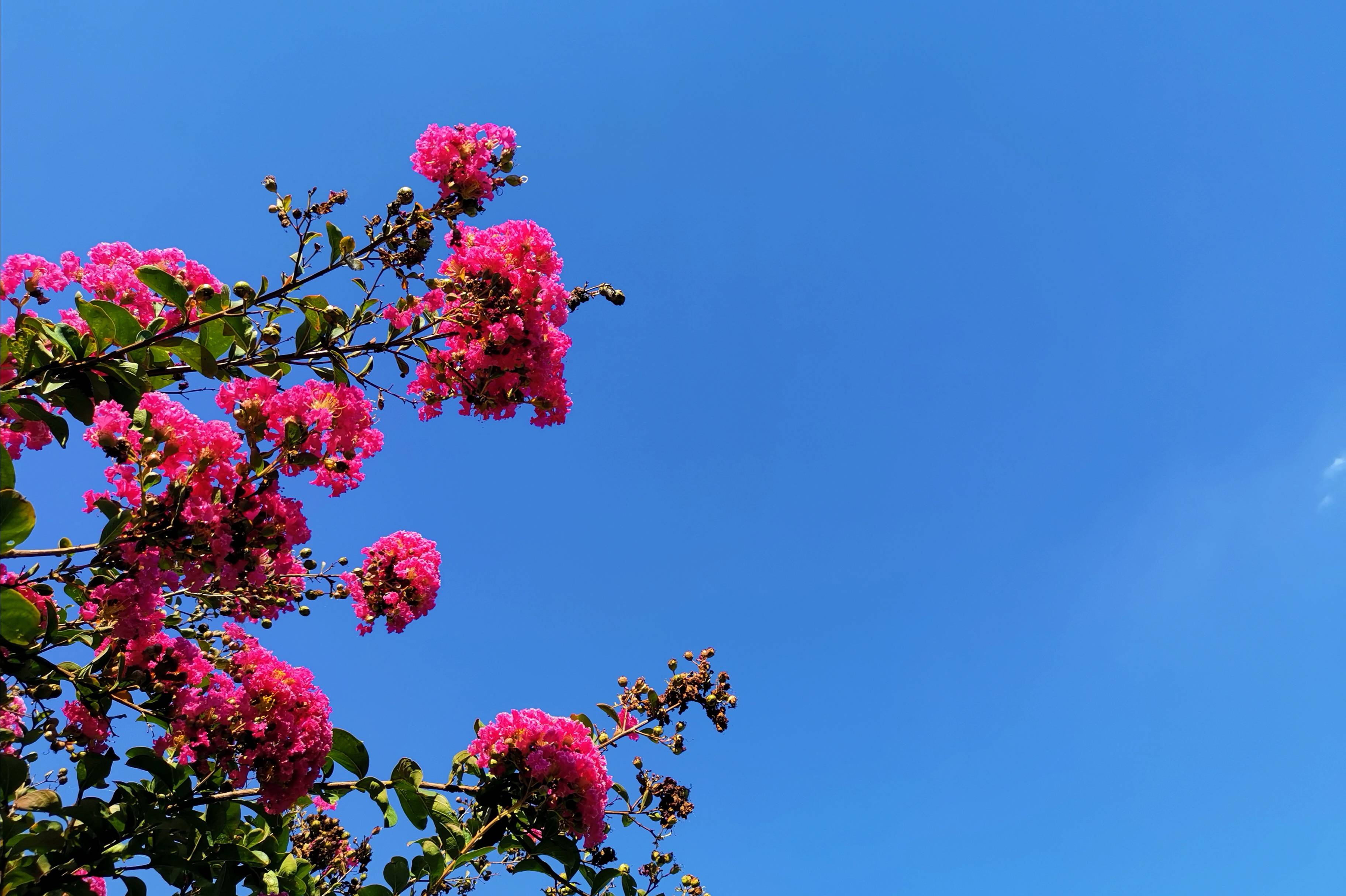 浐灞(|西安蓝里的浐灞，鹭鸶嬉戏，花草灿阳，留下湿地美幻时光